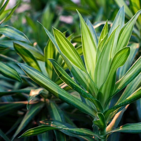 Tipos de Plantas Dracaena