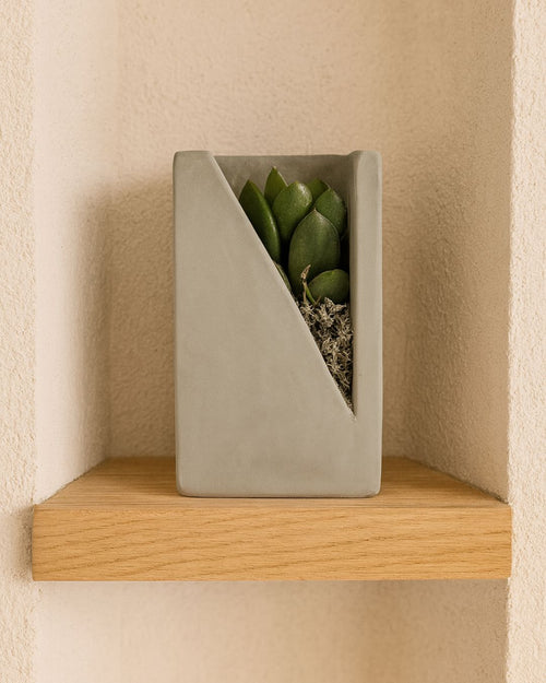 Duo Decorativo – Suculentas - Pur Plant