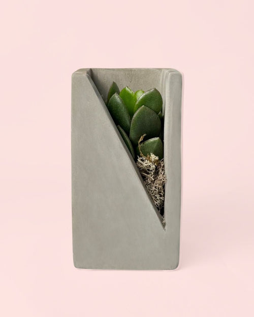Duo Decorativo – Suculentas - Pur Plant