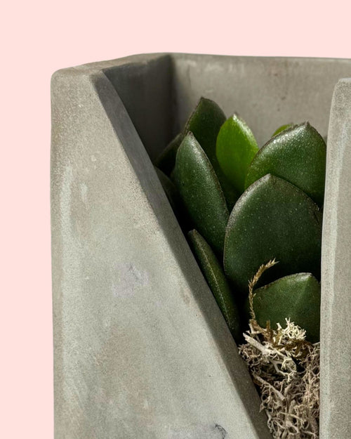 Duo Decorativo – Suculentas - Pur Plant