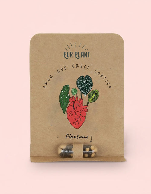 Duo Terrarios Love – Fittonia Mini - Pur Plant