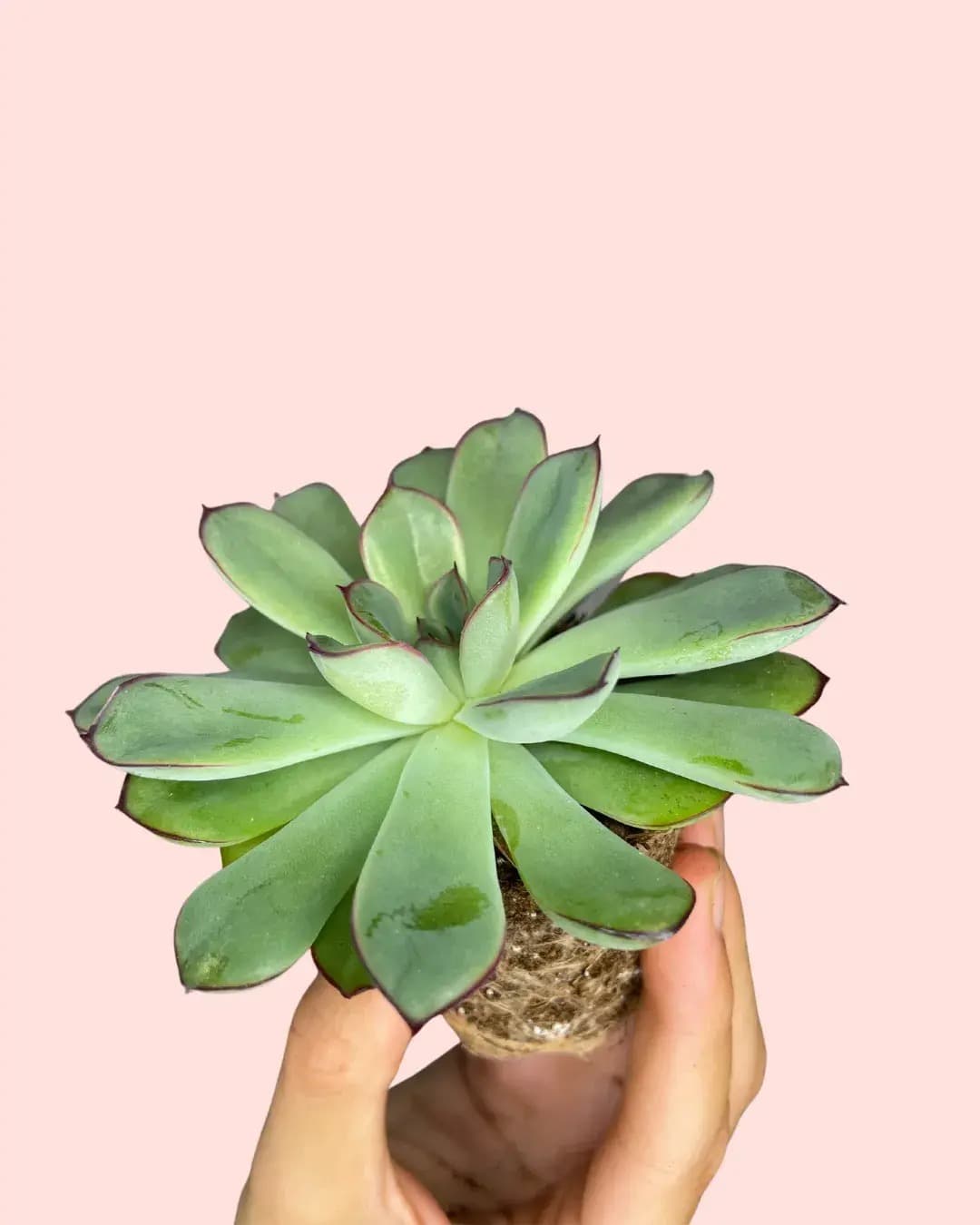 Echeveria Pulidonis Mini - Pur Plant