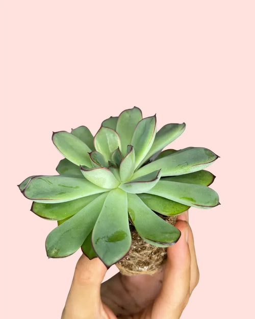 Echeveria Pulidonis Mini - Pur Plant