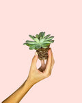 Echeveria Pulidonis Mini