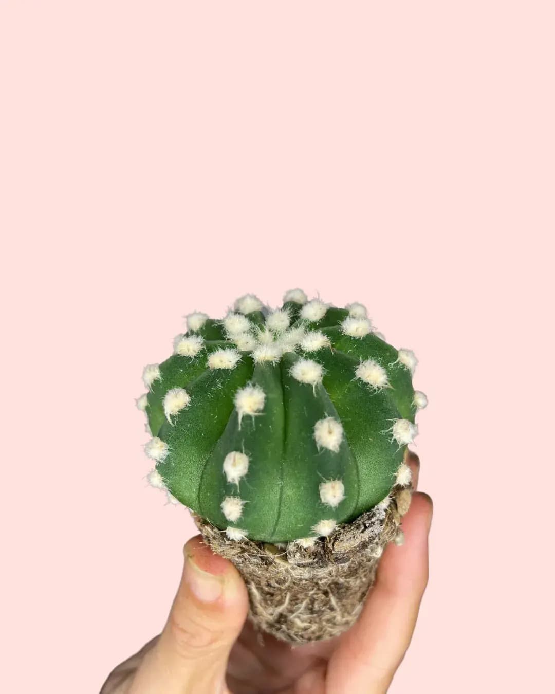 Echinopsis Oxygona Mini Cactus - Pur Plant