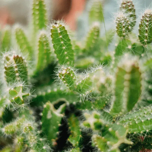 Problemas Plantas Cactus