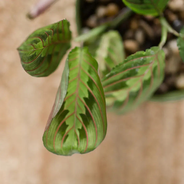 Problemas Plantas Maranta