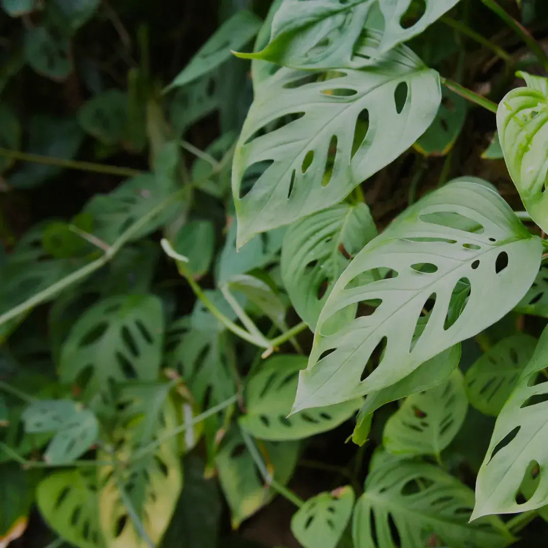enfermedades-monstera_1