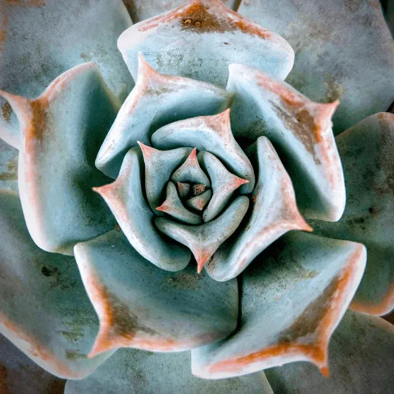 Problemas Plantas Suculentas