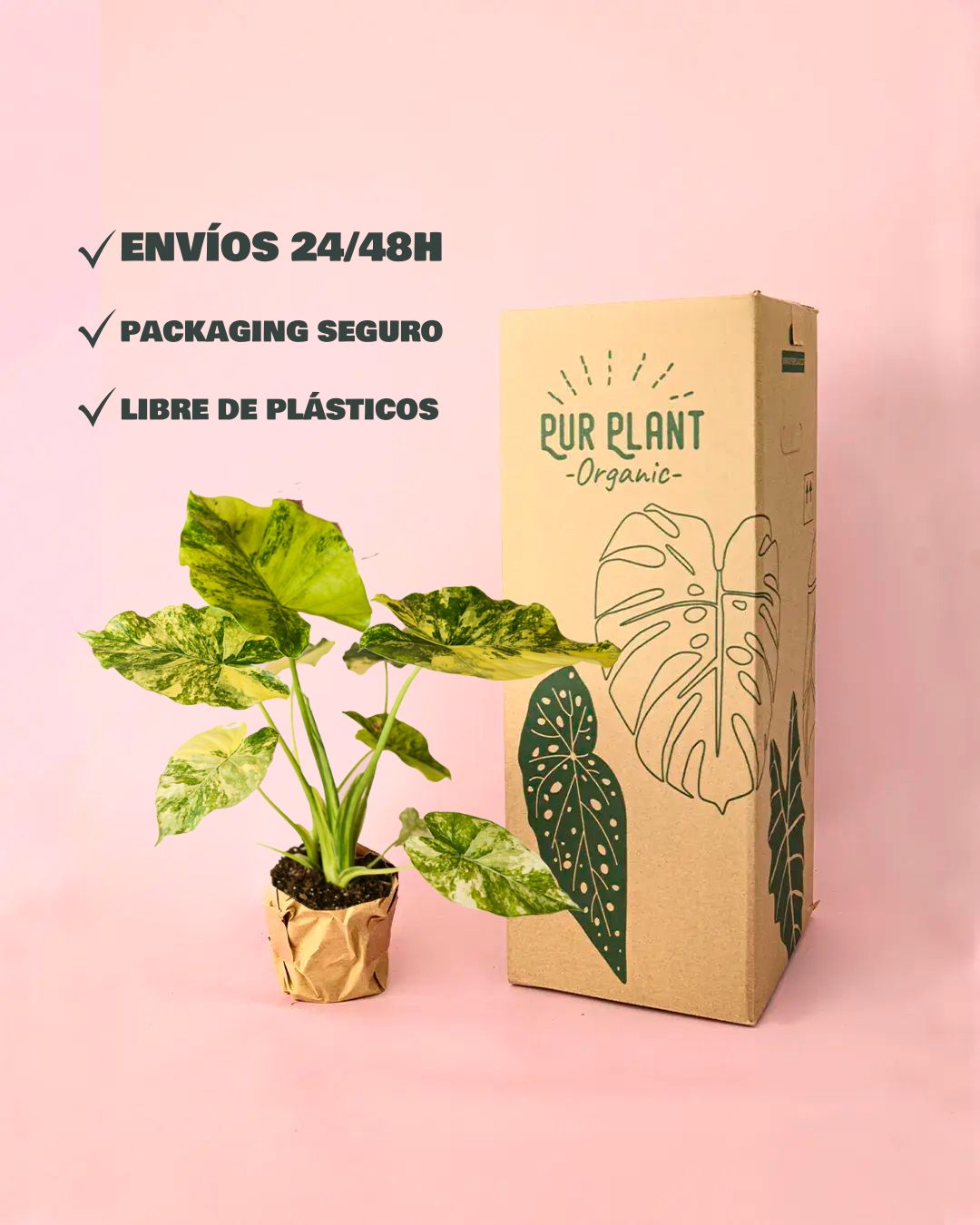 envios alocasia gageana variegata