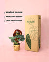 envios begonia maculata packaging