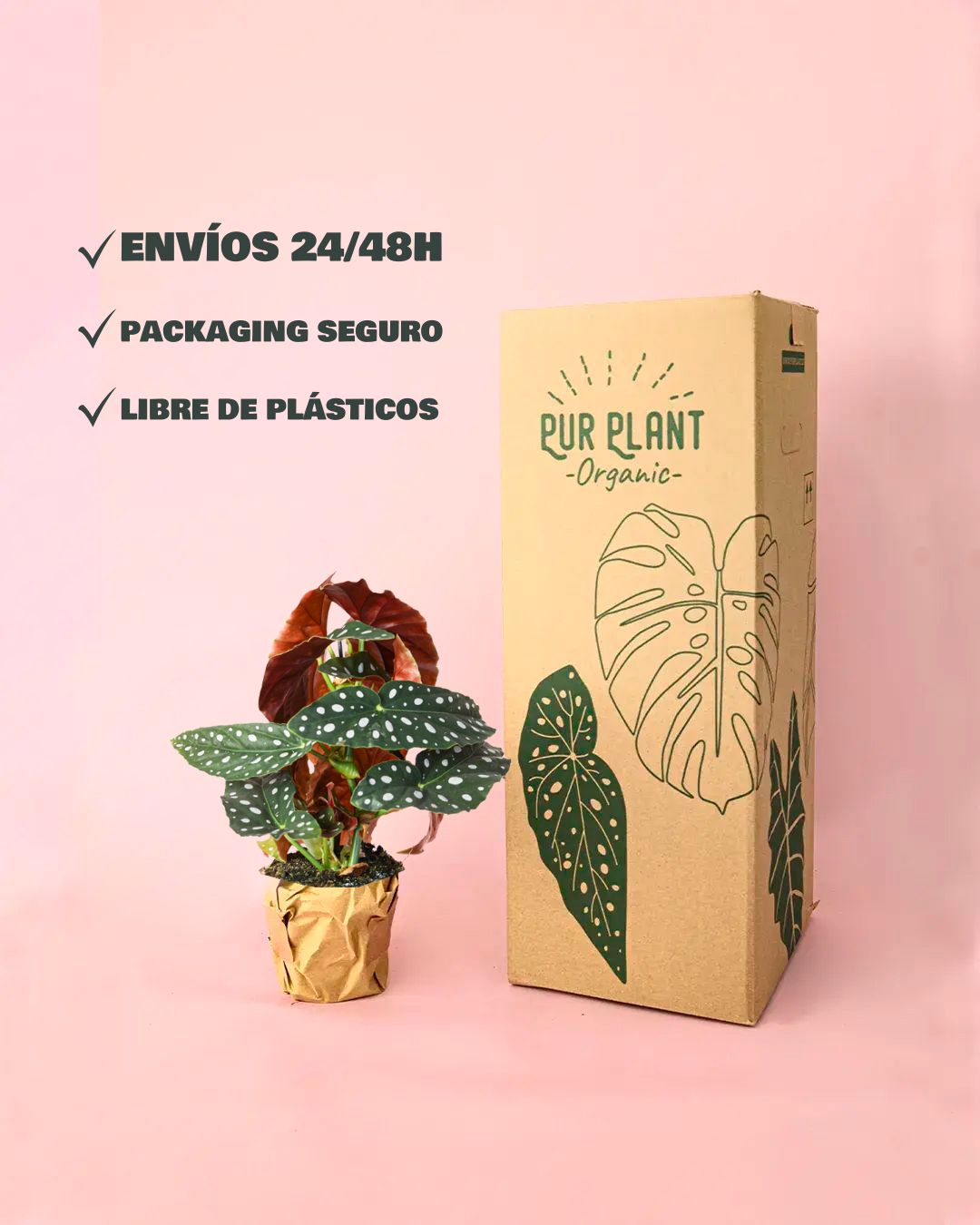 envios begonia maculata packaging