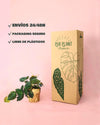 envios philodendron micans packaging
