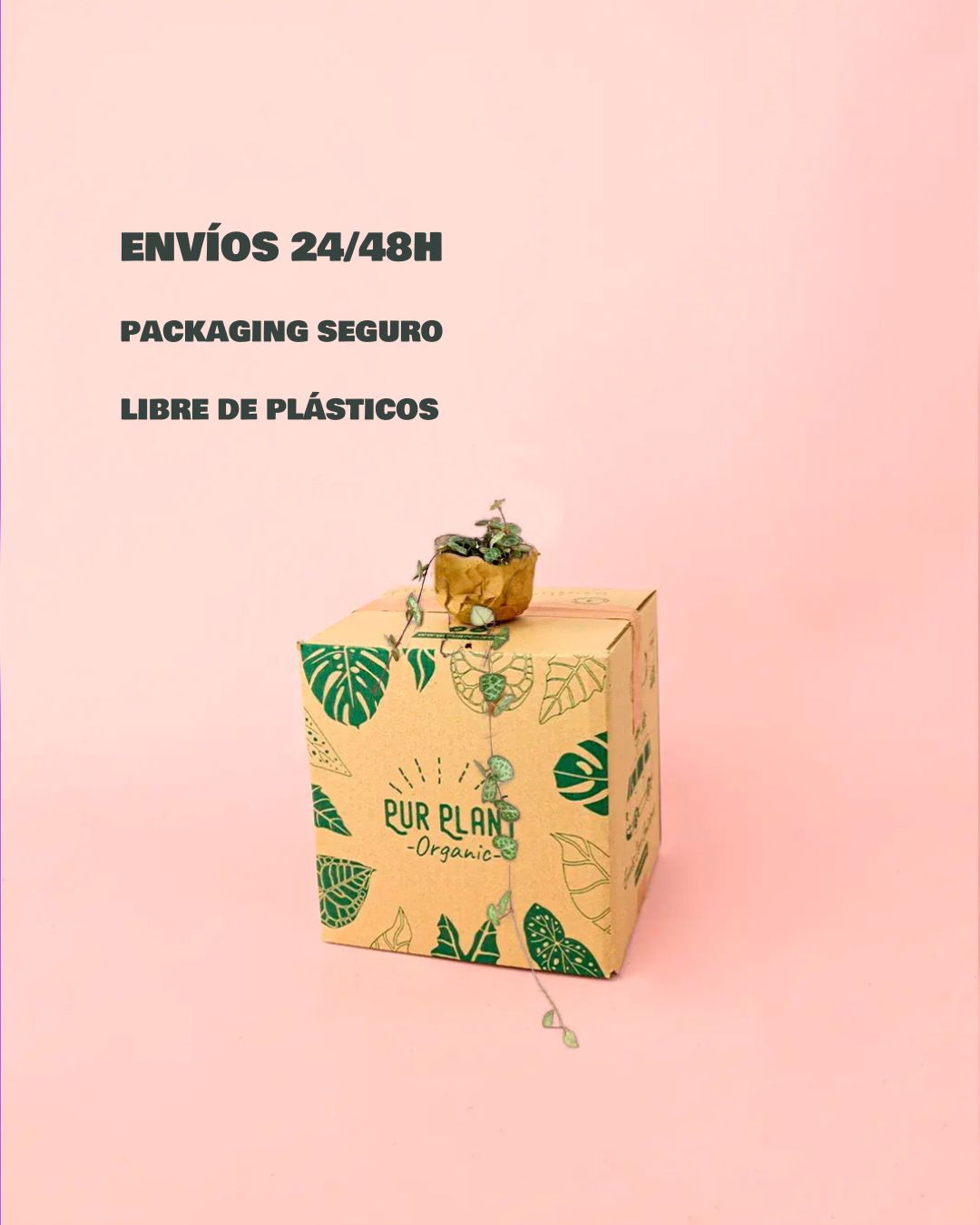 Ceropegia Woodii Mini