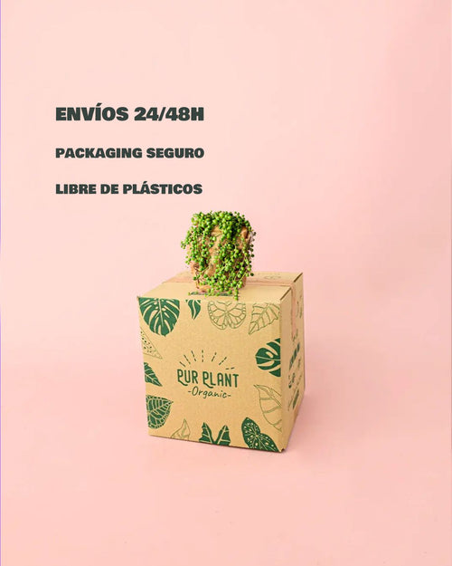 envios- seguro-senecio-m