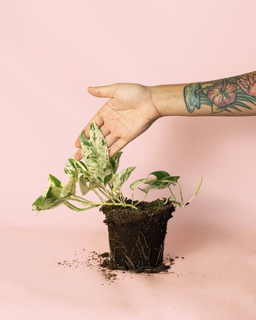 Epipremnum Albo Marble Variegata M - Pur Plant