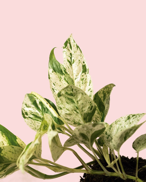 Epipremnum Albo Marble Variegata M - Pur Plant