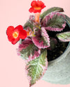 Episcia Pink Mini - Pur Plant