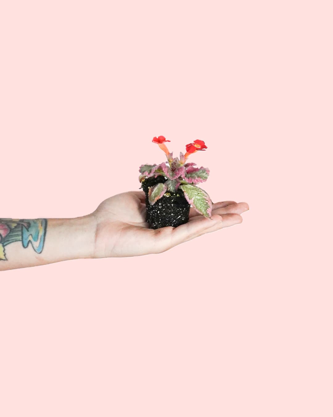 Episcia Pink Mini - Pur Plant