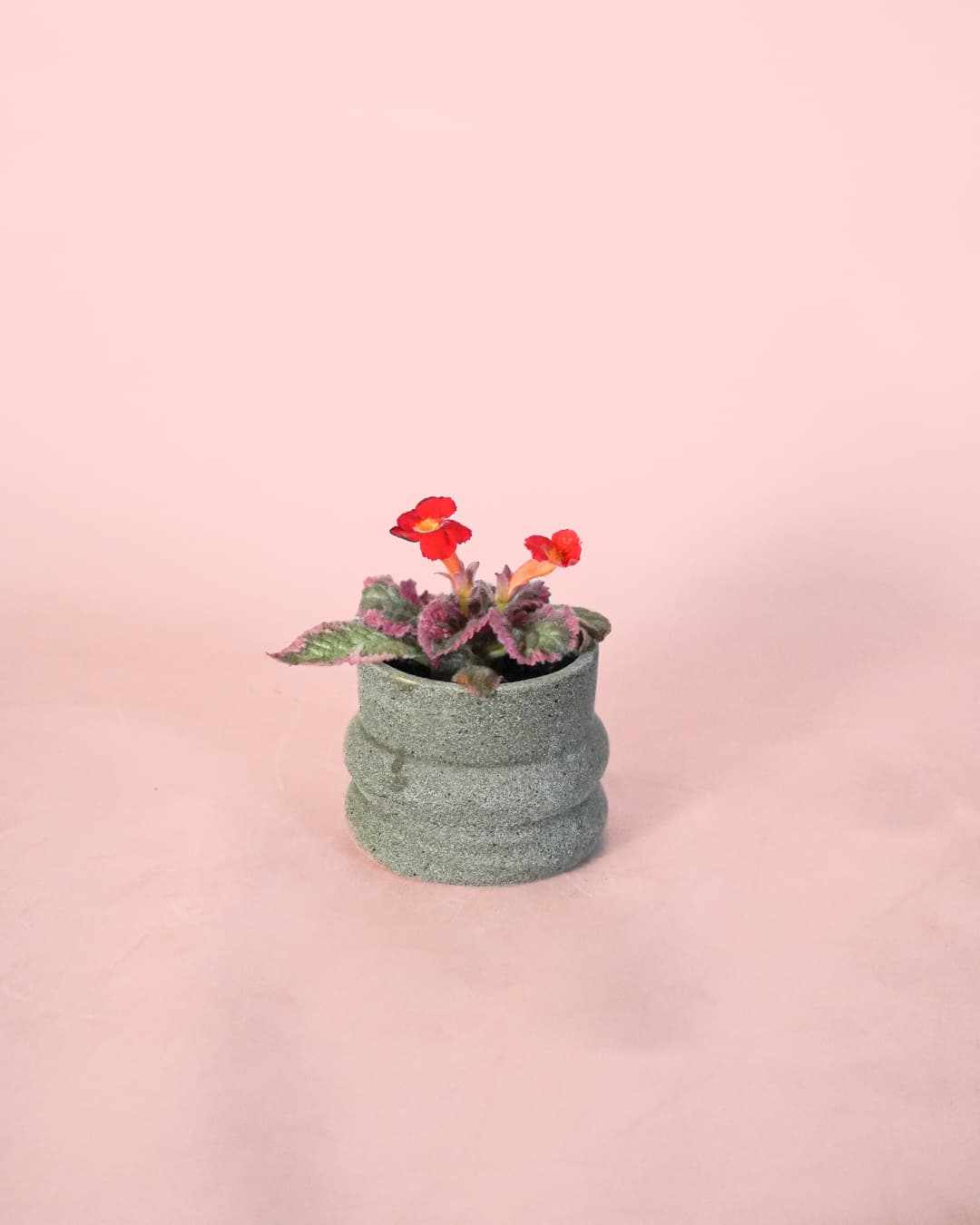 Episcia Pink Mini - Pur Plant