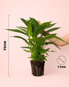 Espatifilo – Lirio de La Paz L - Pur Plant