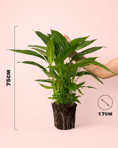 Espatifilo – Lirio de La Paz L - Pur Plant