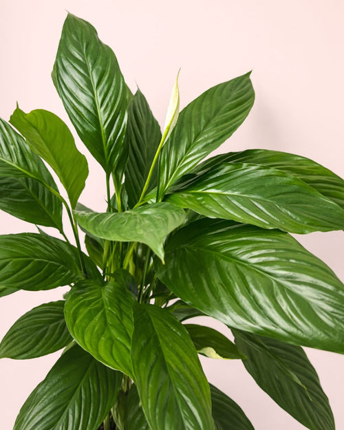Espatifilo – Lirio de La Paz L - Pur Plant