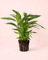 Espatifilo – Lirio de La Paz L - Pur Plant