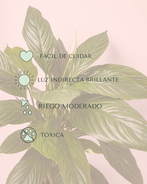 Espatifilo – Lirio de La Paz L - Pur Plant