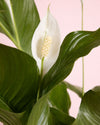 Espatifilo – Lirio de La Paz M - Pur Plant