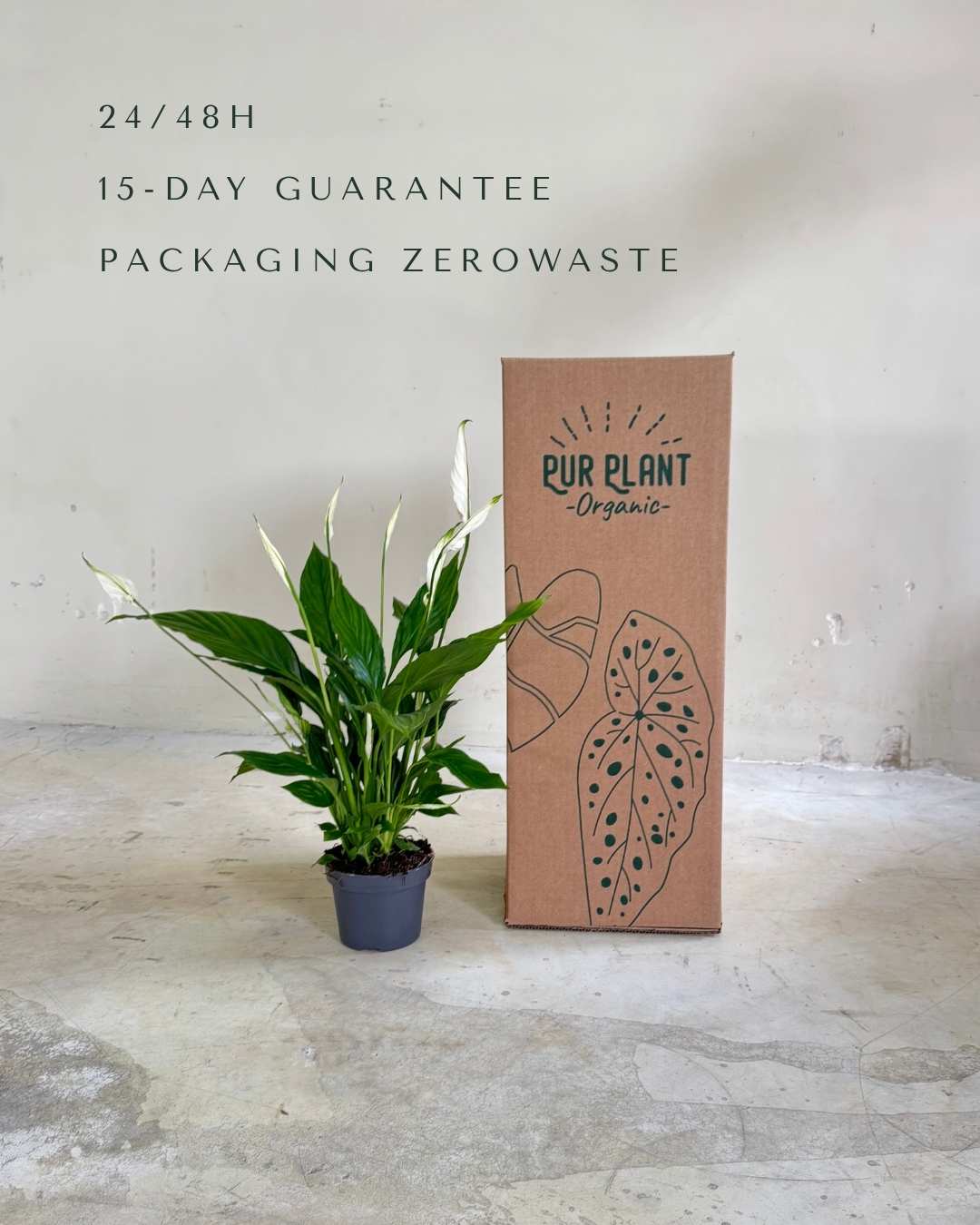 Espatifilo – Lirio de La Paz M - Pur Plant