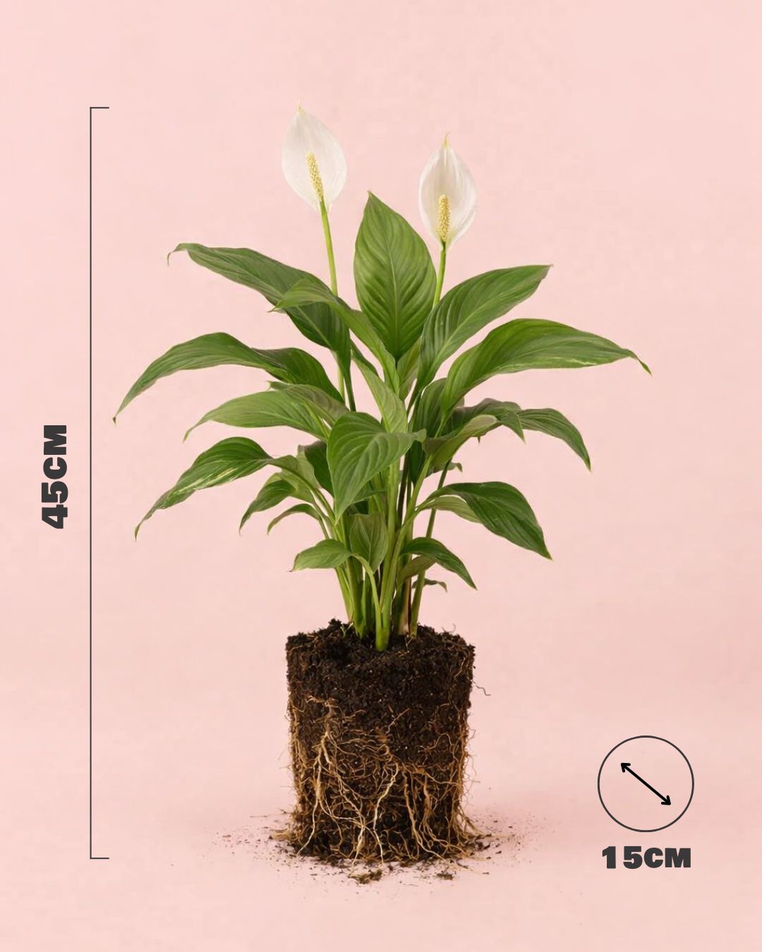 espatifilo lirio de la paz m medidas