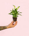 Espatifilo – Lirio de La Paz Mini - Pur Plant