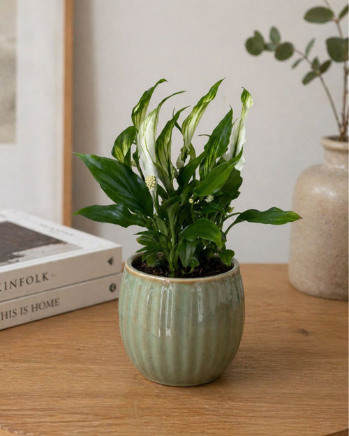 Espatifilo – Lirio de La Paz Mini - Pur Plant