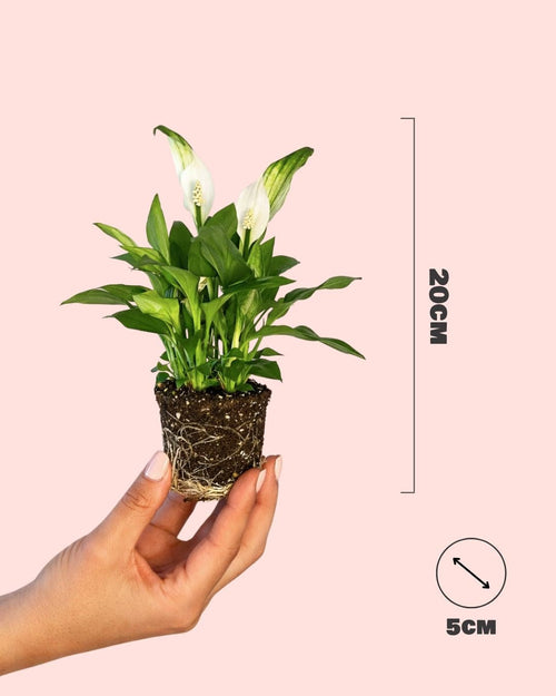 Espatifilo – Lirio de La Paz Mini - Pur Plant