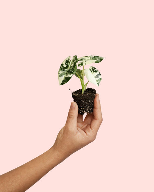 alocasia frydek variegada mini