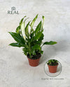 Espatifilo – Lirio de La Paz Mini - Pur Plant