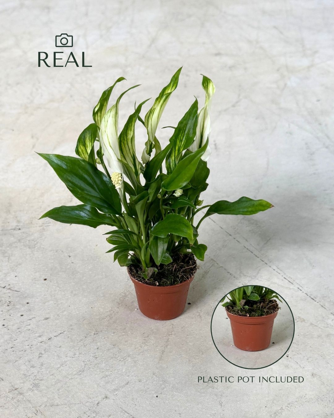 Espatifilo – Lirio de La Paz Mini - Pur Plant
