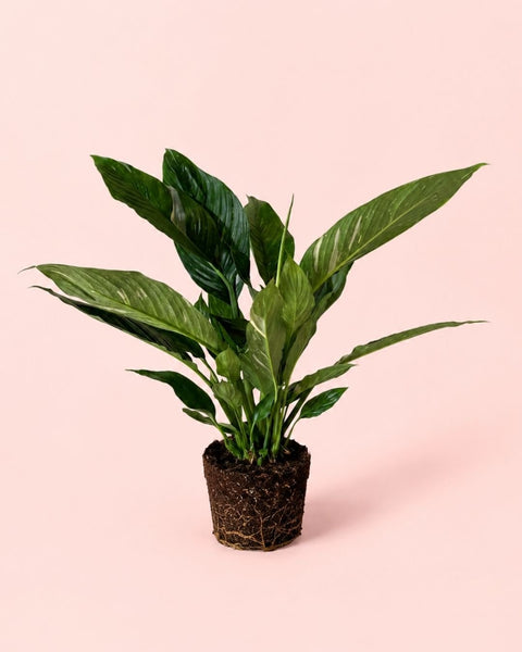 Espatifilo Variegado Diamond- Lirio de la Paz M