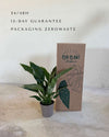 Espatifilo Variegado Diamond - Lirio de la Paz M - Pur Plant