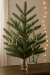 Estrella Árbol Navidad con Tillandsia - Pur Plant