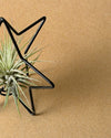 Estrella Árbol Navidad con Tillandsia - Pur Plant