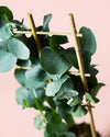 Eucalipto Natural M - Pur Plant