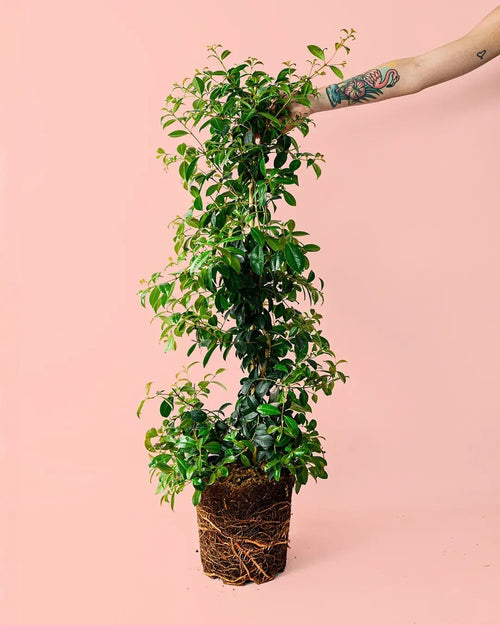Eugenia Myrtifolia L - Pur Plant
