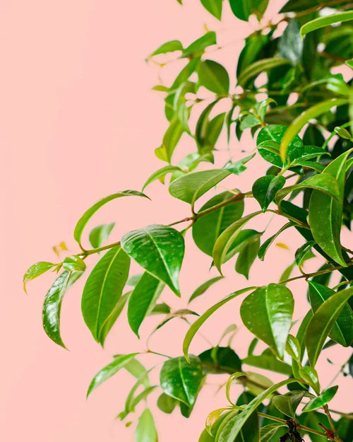 Eugenia Myrtifolia L - Pur Plant