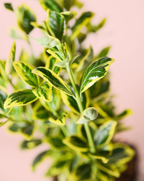 Euonymus Japonica Marieke M - Pur Plant