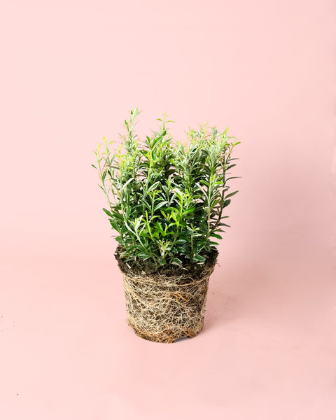 Euonymus Japonicus Albovariegatus M