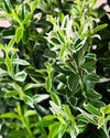Euonymus Japonicus Albovariegatus M - Pur Plant