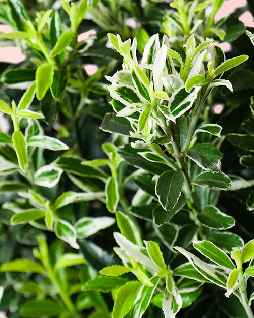 Euonymus Japonicus Albovariegatus M - Pur Plant