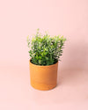 Euonymus Japonicus Albovariegatus M - Pur Plant